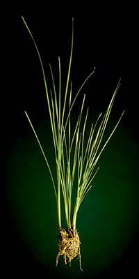 ALCANTARA (Typha Domingensis)