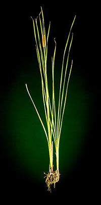 ALMOSSASSA (Typha Domingensis)