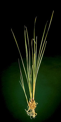 GUADIANA (Typha Xglauca)